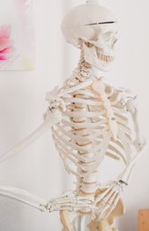 Skelett in der Ergotherapie in Bautzen